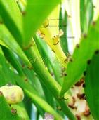  Stipules